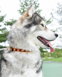 Action C Gold Small, Medium, or Large Pet Collar<br><brand></brand>