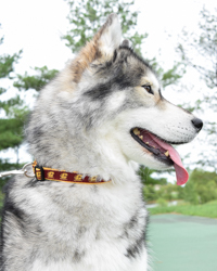 Action C Gold Small, Medium, or Large Pet Collar