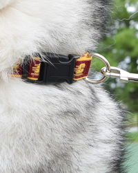 Action C Maroon Small, Medium, or Large Pet Collar