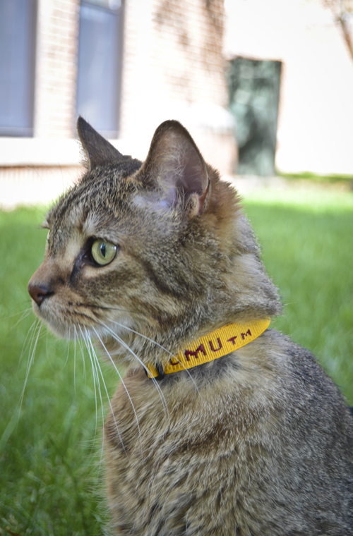 CMU Maroon and Gold Cat Collar (SKU 5017205446)