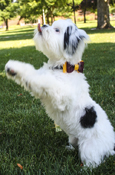 Maroon and Gold Dog Collar Bow