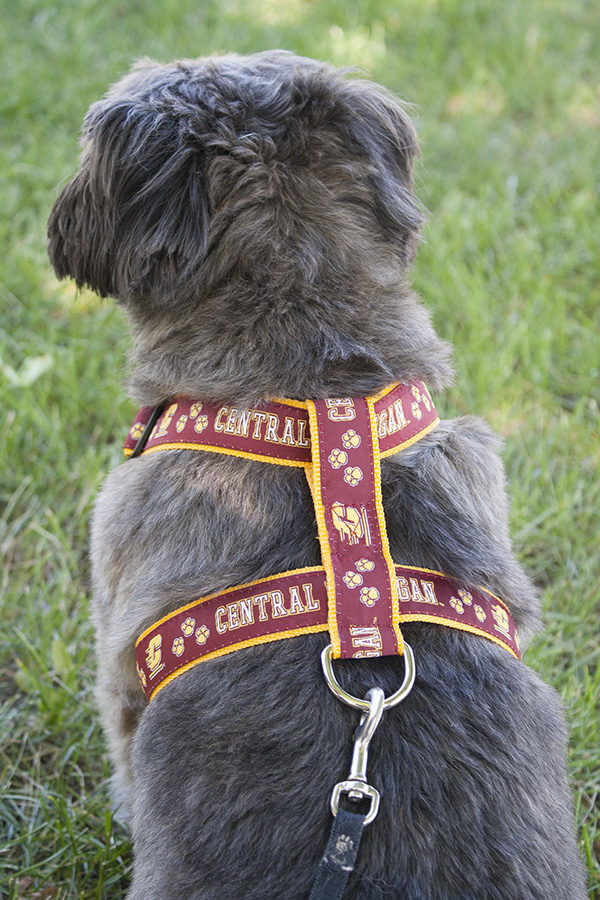 Central Michigan Action C Pet Harness