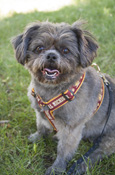Central Michigan Action C Pet Harness