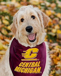 Action C Central Michigan Large Maroon Pet Bandana