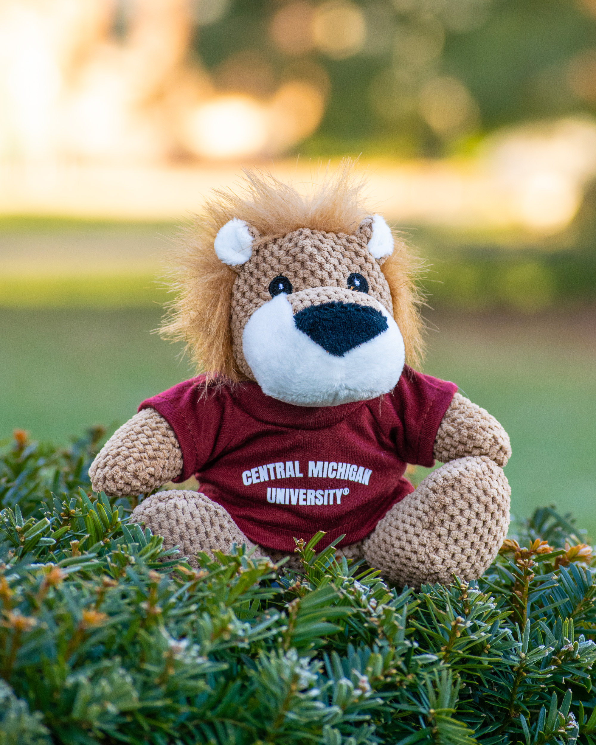 Open Weave Lion With Central Michigan University T-shirt<br><brand></brand> (SKU 5054228498)
