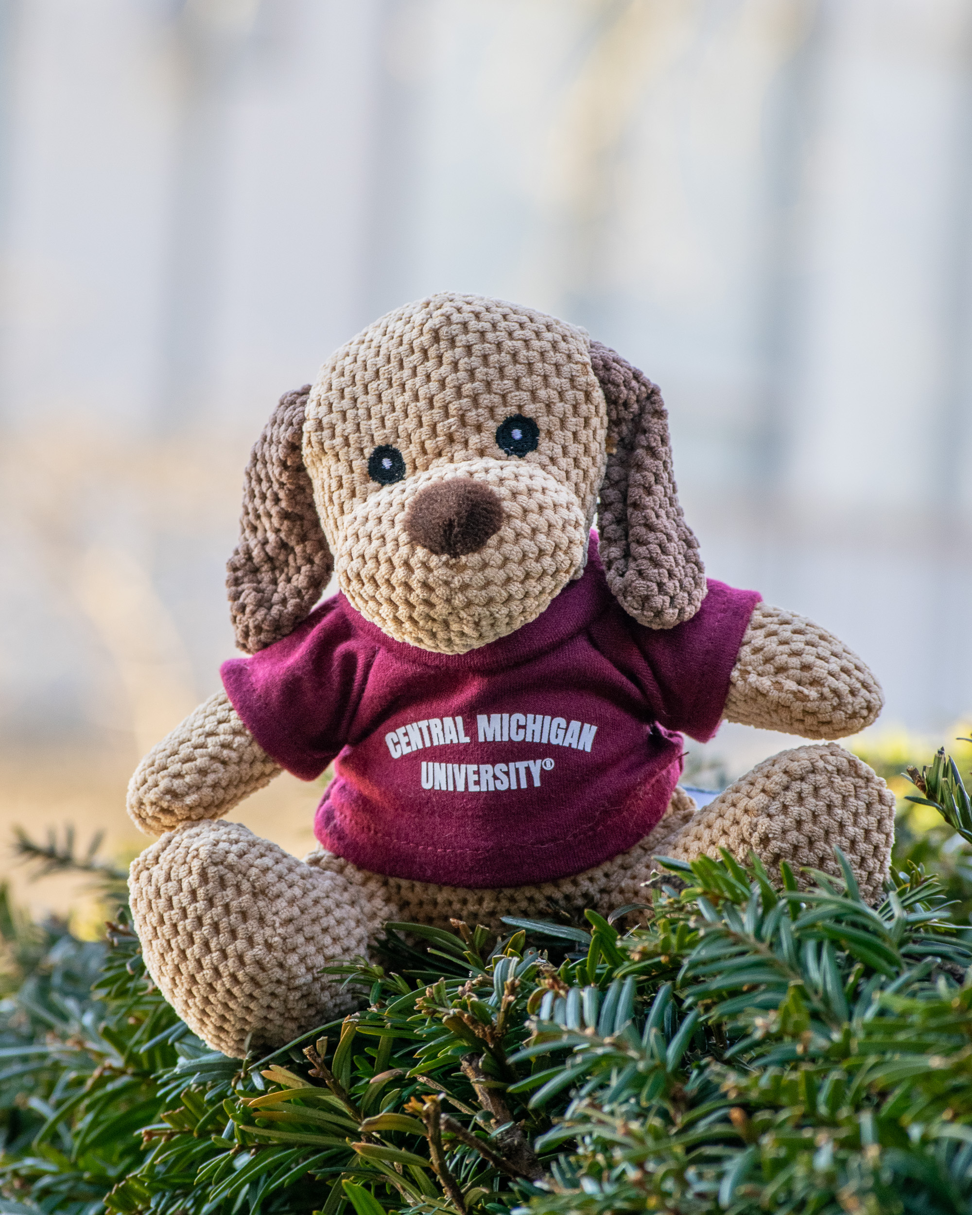 Open Weave Dog With Central Michigan University T-shirt