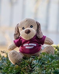 Open Weave Dog With Central Michigan University T-shirt