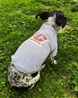 Action C Athletic Gray Dog T-Shirt<br><brand></brand>