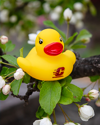 Action C Yellow Rubber Duck